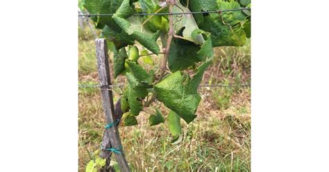 fotografia zazimovaného viniča v nádobe s izolačnou ochranou