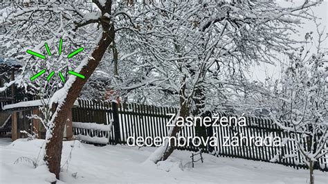 Zasnežená záhrada s rastlinami poškodenými mrazom