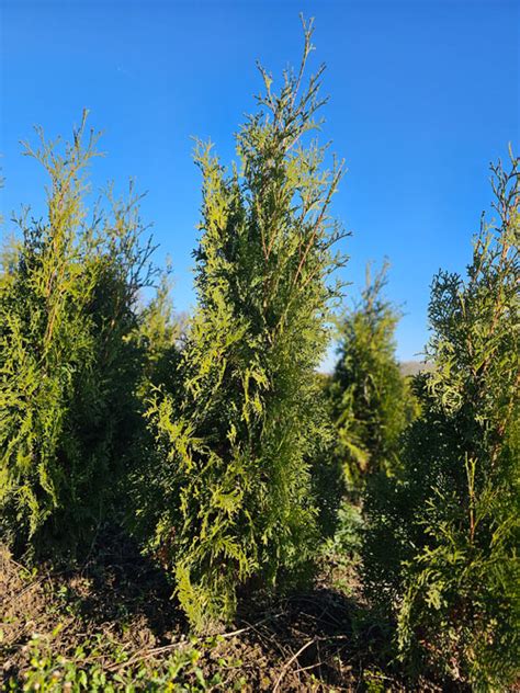 Ilustrácia zdravého a hnednúceho tuja