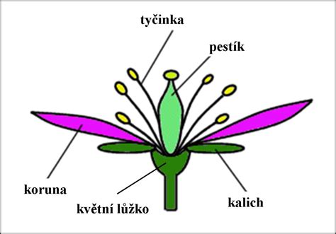 Schéma stavby rastliny Watsonia: detail koreňovej hľuzy, mečovitých listov a kvetného klasu
