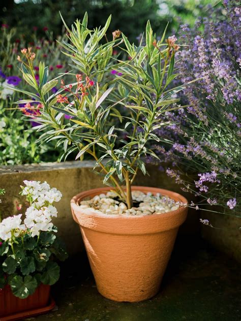 Schéma ideálneho zloženia pôdy pre oleander s drenážnou vrstvou v kvetináči