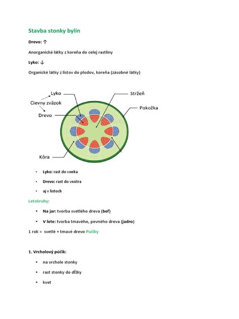 Schéma rastliny bôbu: opis hlavného kolovitého koreňa s nitrifikačnými baktériami, štvorhrannej stonky a umiestnenia kvetov v pazuchách listov.