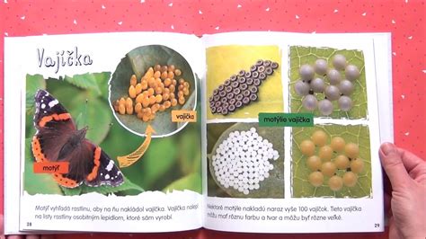 Infografika: Životný cyklus vijačky krušpánovej (vajíčko, larva/húsenica, kukla, dospelý motýľ)