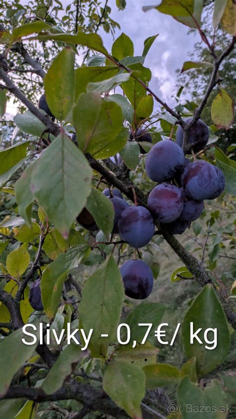 Fotografia vrúbľovanej slivky na slivkovom podpníku