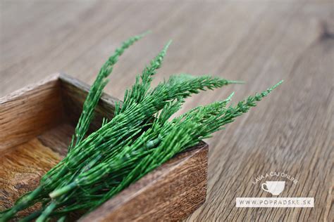 Detailný záber na prasličku roľnú (Equisetum arvense) v prirodzenom prostredí s dôrazom na jej článkovanú štruktúru