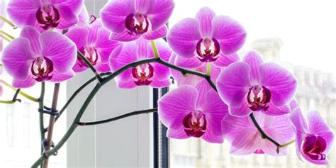 Schéma najčastejších chorôb orchideí