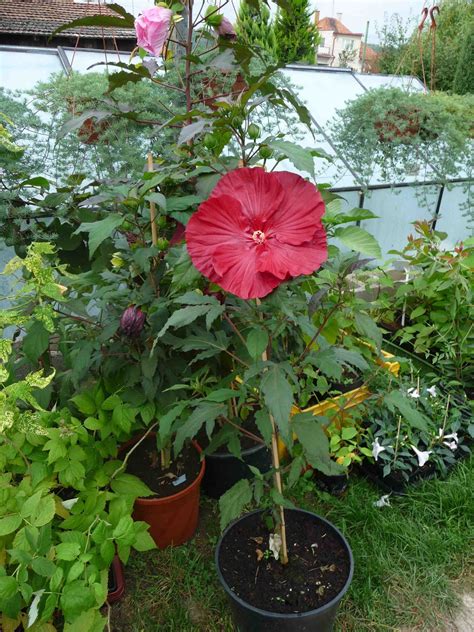 Ibištek bahenný pestovaný vo veľkej keramickej nádobe