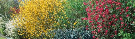 Bohato kvitnúci živý plot z ibišteka sýrskeho