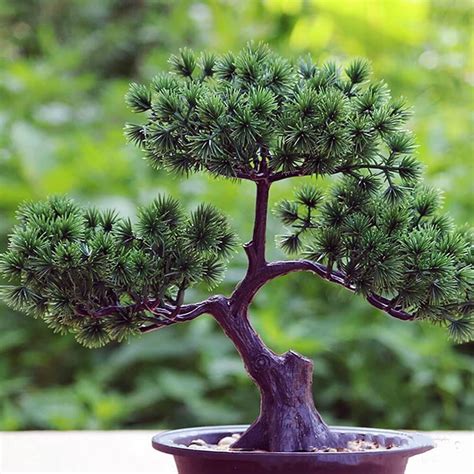 Tematické foto: bonsaj v kvetináči