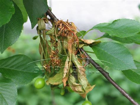 Ilustračná fotografia rôznych typov rezov na čerešni