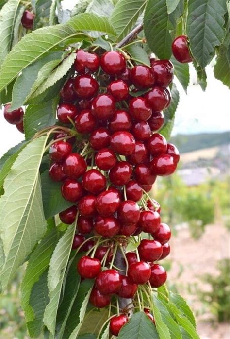 Fotografia stĺpovitej čerešne s plodmi