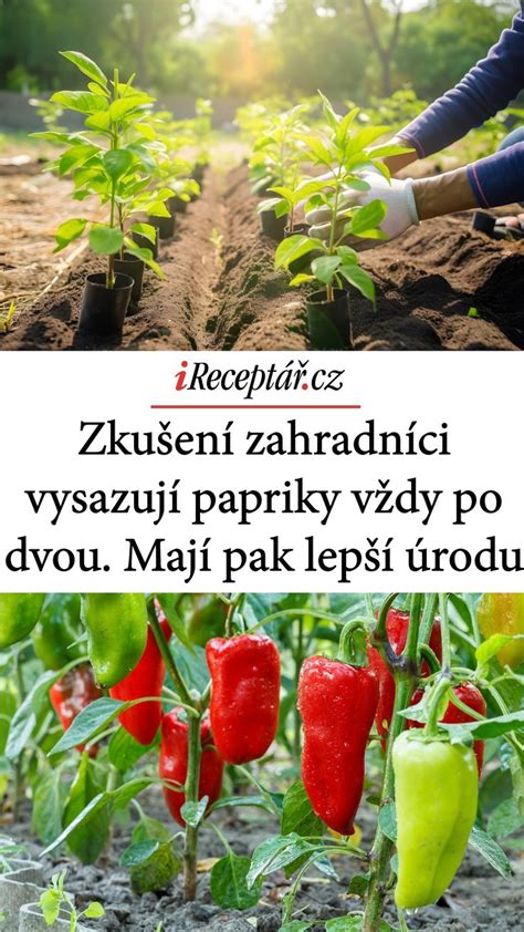 Ilustrácia správneho zaštipovania papriky pre lepší rast a úrodu