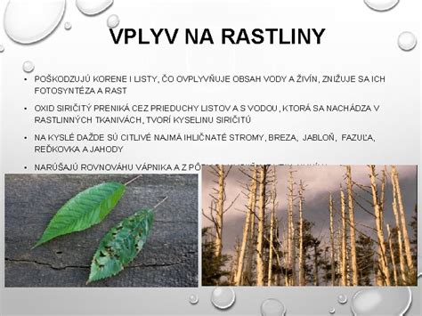 Schéma: Porovnanie vstrebávania živín cez korene a cez listy rastliny