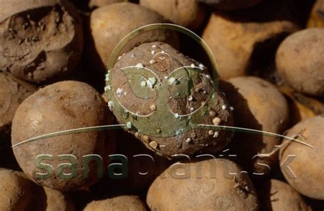 Ilustrácia pôvodných andských plodín vrátane zemiakov