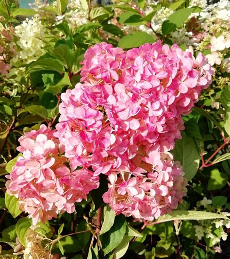 Detail kvetu hortenzie metlinatej (Hydrangea paniculata) s kužeľovitým súkvetím, meniacim farbu z bielej na ružovú
