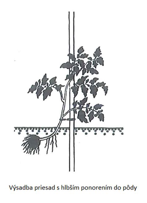 Schéma: Rozdiel medzi správne vyvinutou priesadou a vytiahnutou rastlinou kvôli nedostatku svetla