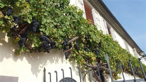 Tematické foto: Stará Trta v Maribore, rastúca na historickej budove