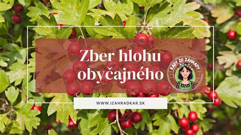 Detail červených plodov drieňa