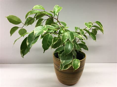 Ilustračná fotografia Ficus benjamina s typickými zelenými listami a jemne prevísajúcimi konármi