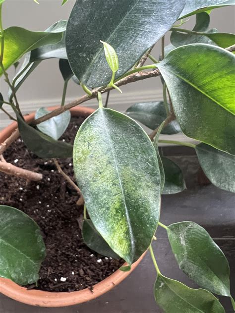 Detail listu Ficus benjamina so škvrnami indikujúcimi možnú chorobu