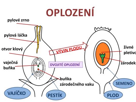 Schéma znázorňujúca proces dvojitého oplodnenia u krytosemenných rastlín.