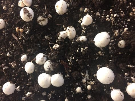 Ilustrácia prípravy substrátu pre šampiňóny a jeho vrstvenia