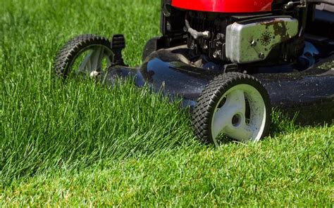 Ilustrácia mladej trávy pred prvým kosením