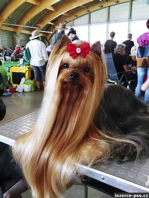 Tematické foto: yorkshirský teriér na stole s nástrojmi na strihanie