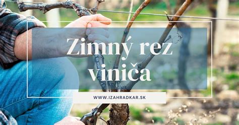Fotografia muškátov v črepníkoch po zimnom reze