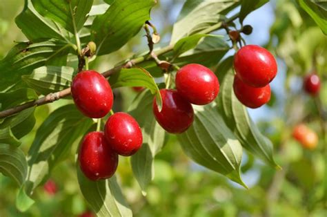 Drieň obyčajný ako ker s kvetmi a listami