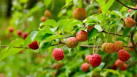 Detail listov drieňa obyčajného v lete a na jeseň