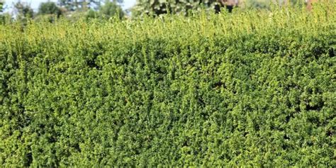 Tematické foto: rozmanité borievky v záhrade