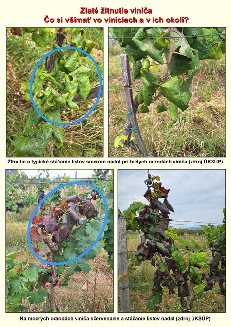 Infografika: úloha jednotlivých makro a mikroprvkov pre rast viniča