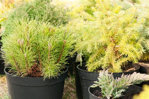 Koláž rastlín vhodných pod ihličnany, ako sú hosty, paprade a vresy