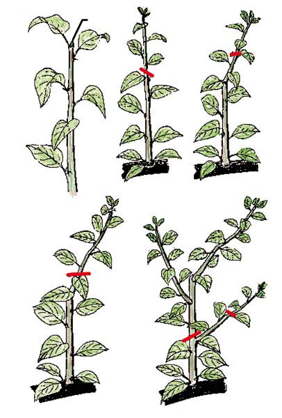 ilustrácia letného zaštipovania výhonkov jablone (napr. schéma: 12 listov, zaštipnutie za 5. listom)