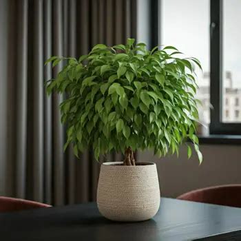 Tematické foto: Rôzne druhy fikusov v interiéri