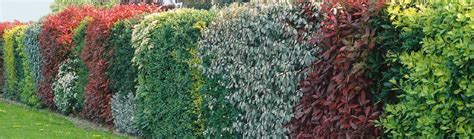 Schéma rozmiestnenia bambusov v záhrade: využitie ako živý plot, solitér alebo v nádobách