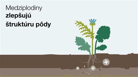 schéma striedania plodín v štvorhonovom systéme