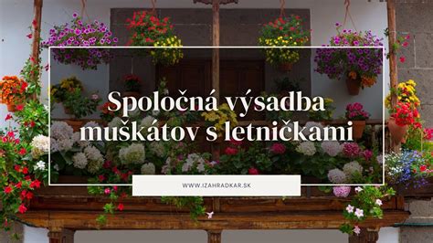 Nápady na kombináciu host s inými rastlinami v tienistých záhonoch