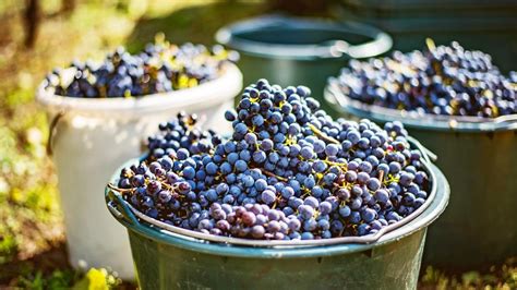 Infografika vysvetľujúca vplyv lunárneho kalendára na vinohradnícke práce