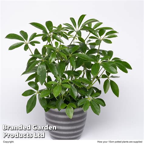 Detailný záber na listy šeflery (Schefflera arboricola) s viditeľnou textúrou