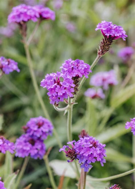 Tematická fotografia Verbena rigida v plnom kvete, lákajúca motýle