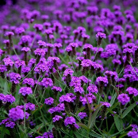 Makro fotografia kvetov Verbena rigida
