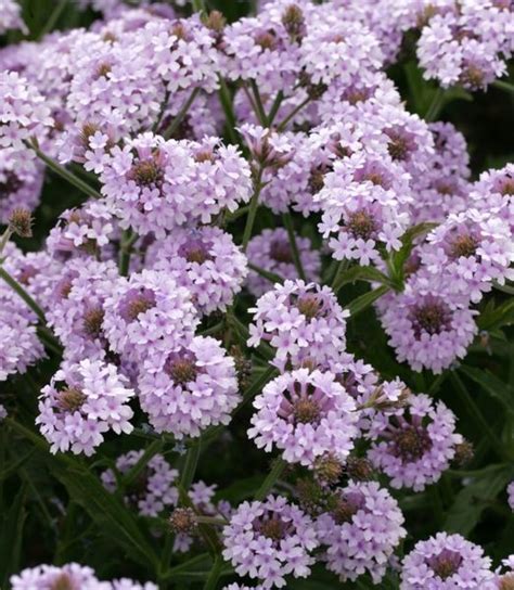 Fotografia kvetov Verbena rigida 'Polaris Sky Blue'