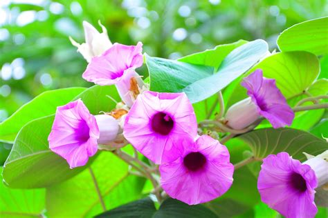 Botanická schéma stavby rastliny Argyreia nervosa so zameraním na listovú štruktúru a kmeň