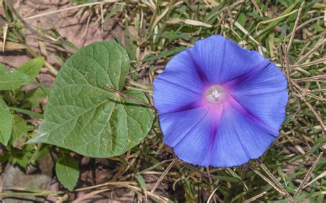 Rozmanité farby kvetov popínavého povojníka (Ipomoea purpurea a tricolor) na pergole