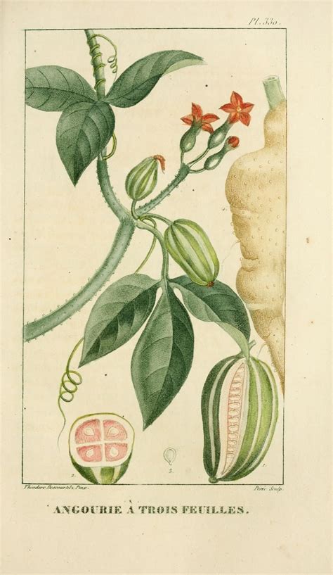 Ilustrácia batatu z knihy Descourtilz, M.E., Flore médicale des Antilles