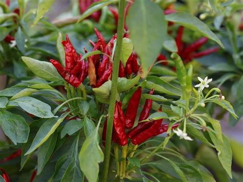 Infografika znázorňujúca rozdiely medzi odrodami Capsicum annuum, chinense a frutescens