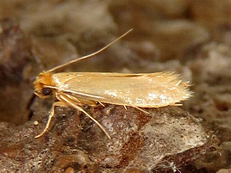 Mínerka tujová (Argyresthia thuiella) Autor: Witold Kamocki
