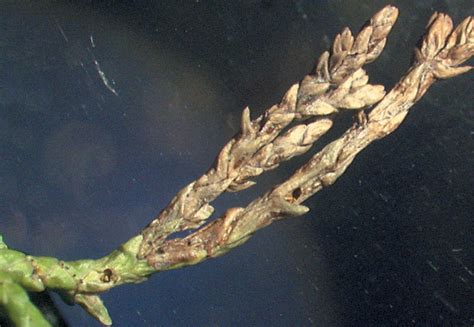 Priadzovček smrekovcový (Argyresthia dilectella) Autor: Ricosh